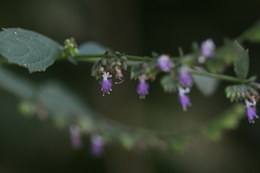 Pogostemon paniculatus